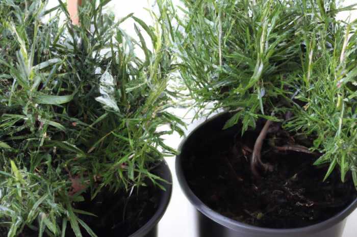 Rozmaryn – zimowanie. Jak je przeprowadzić?