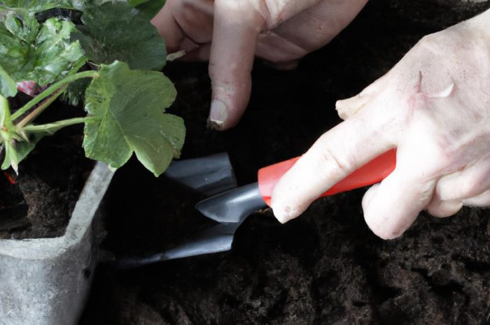 Rozmnażanie pelargonii w listopadzie – jak samodzielnie zrobić sadzonki?