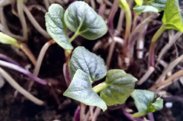 Rozmnażanie hortensji ogrodowej oraz jak rozmnożyć hortensję bukietową?