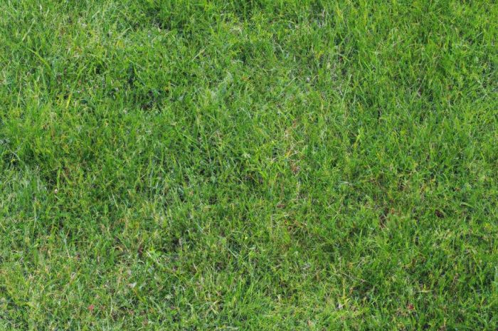 Rozplenica – powody, dla których musisz mieć tę trawę!