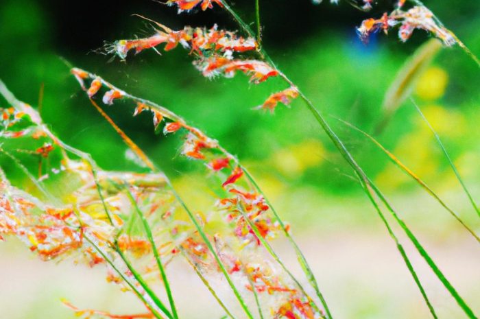 Rozplenica rubrum – zimowanie popularnej trawy