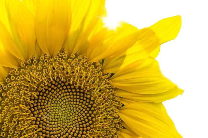 Rozwar – uprawa, wymagania. Dlaczego warto posadzić go w ogrodzie?