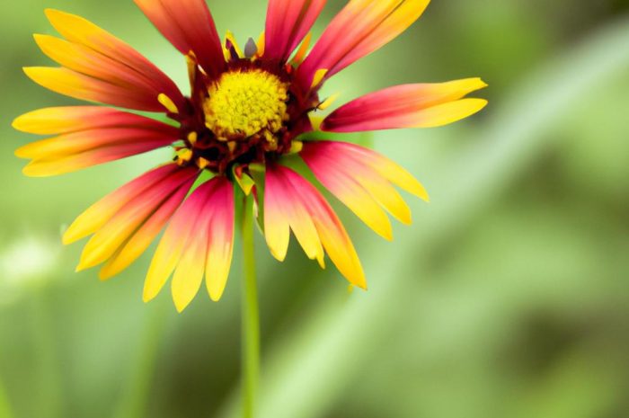 Rudbekia błyskotliwa – niezbędne informacje o wymaganiach i uprawie