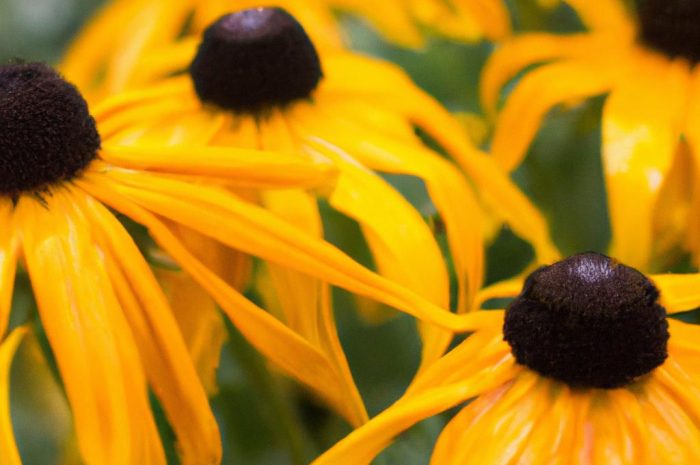 Rudbekia – sadzenie, uprawa, pielęgnacja