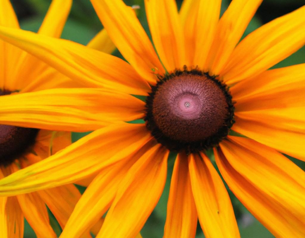 Azalia wielkokwiatowa – jak wygląda jej uprawa w ogrodzie? Sprawdź, jak o nią zadbać, by pięknie kwitła!