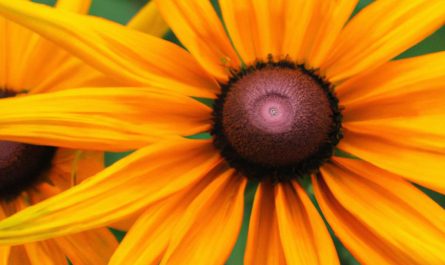 Azalia wielkokwiatowa – jak wygląda jej uprawa w ogrodzie? Sprawdź, jak o nią zadbać, by pięknie kwitła!