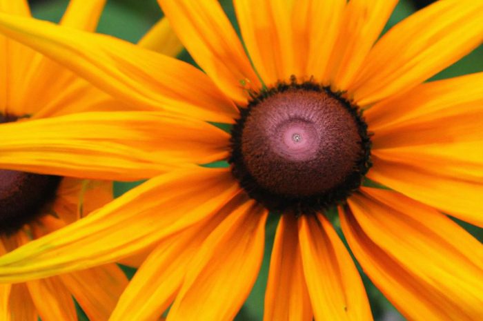 Rudbekia – zimowanie, uprawa i pielęgnacja