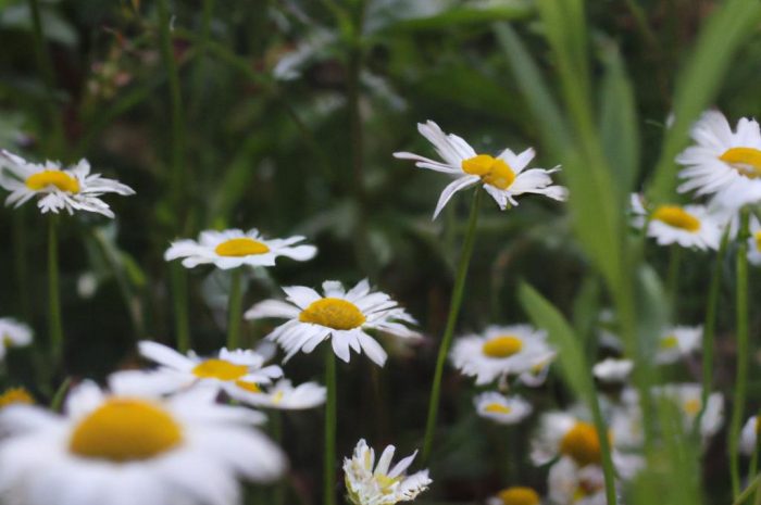 Rumianek pospolity – na czym polega jego uprawa? Poznaj tę roślinę i dowiedz się, jak ją hodować w swoim przydomowym ogrodzie!