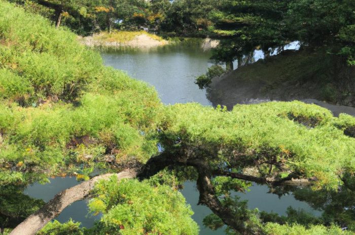 Runianka japońska – zielony dywan w ogrodzie?