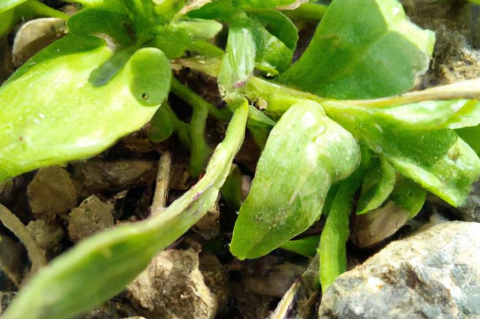 Ruta zwyczajna – jak uprawiać ziele ruty? Sprawdź przydatne informacje na ten temat, które możesz wykorzystać!