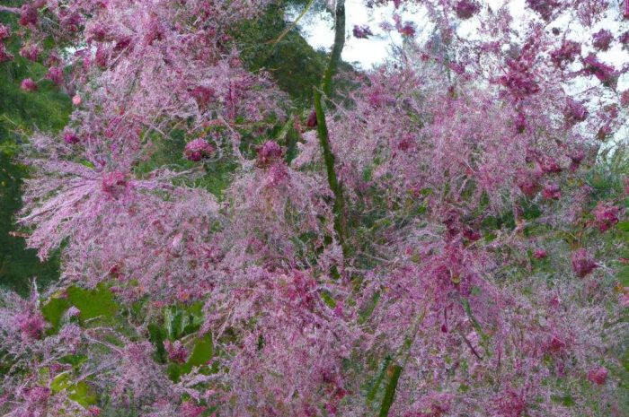 Rutewka – Sadzenie, uprawa i pielęgnacja. Poznaj najpopularniejsze i najładniejsze odmiany roślin z gatunku Thalictrum