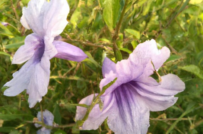 Sadziec purpurowy – pielęgnacja i uprawa. Kiedy kwitnie Eupatorium purpureum? Jakie właściwości ma sadziec purpurowy korzeń cięty?