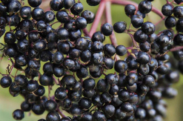 Sambucus nigra – uprawa i właściwości bzu czarnego