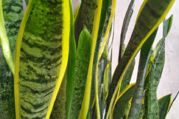 Sansewieria cylindryczna – dlaczego wszyscy kochamy wężownicę?