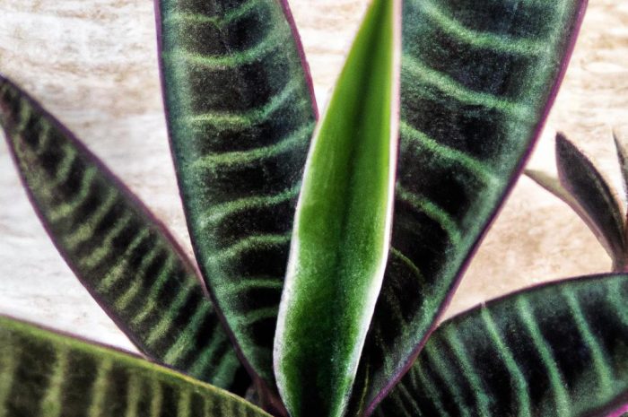 Sansewieria gwinejska – odporny na suszę sukulent o wysmukłym kształcie i ozdobnych liściach