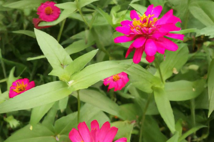 Sanwitalia rozesłana (Sanvitalia procumbens) – uprawa, wymagania, kwitnienie. Jak pielęgnować polegnatkę na balkonie i w ogrodzie?