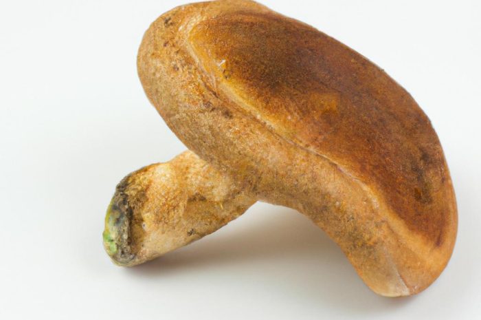 Sarniak sosnowy – charakterystyka grzyba i zastosowanie