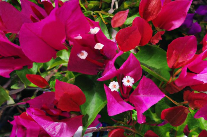 Scewole – egzotyczne rośliny do pojemników, które zachwycają kolorem kwiatów