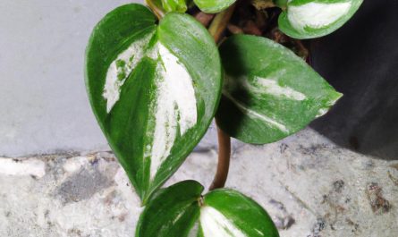 Bakopa – zimowanie rośliny