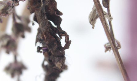 Bakopa – zimowanie rośliny