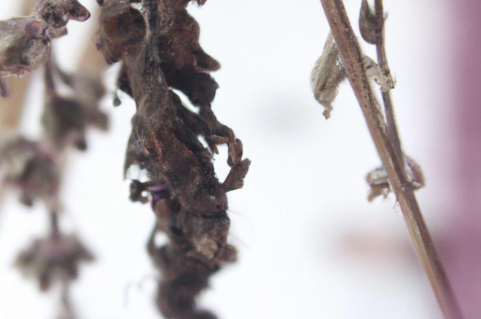 Sclerotinia sclerotiorum – grzybowy patogen roślin rolniczych i dziko rosnących