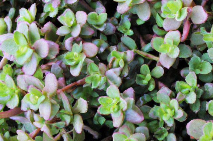 Sedum burrito – dlaczego potrzebujesz tego zwisającego sukulenta?