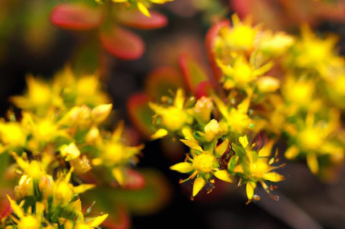 Sedum spurium – czym charakteryzuje się rozchodnik kaukaski i jak uprawiać tę odmianę?