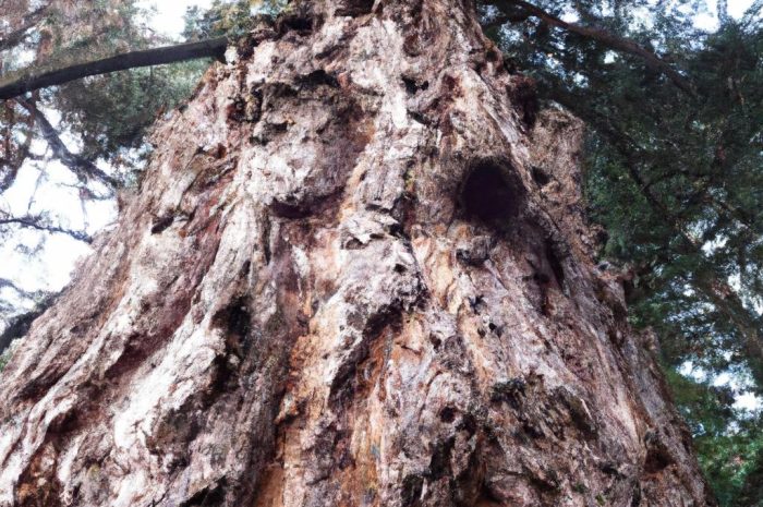 Sekwoja w Polsce – uprawa i sadzenie