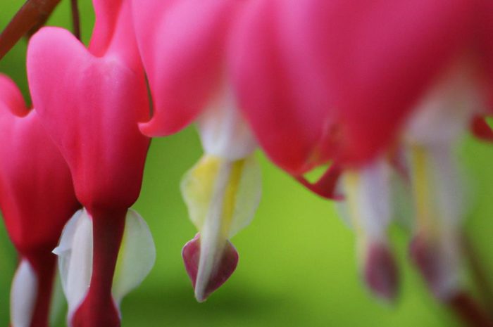 Serduszka okazała – jak uprawiać Dicentra spectabilis w ogrodzie lub na balkonie?