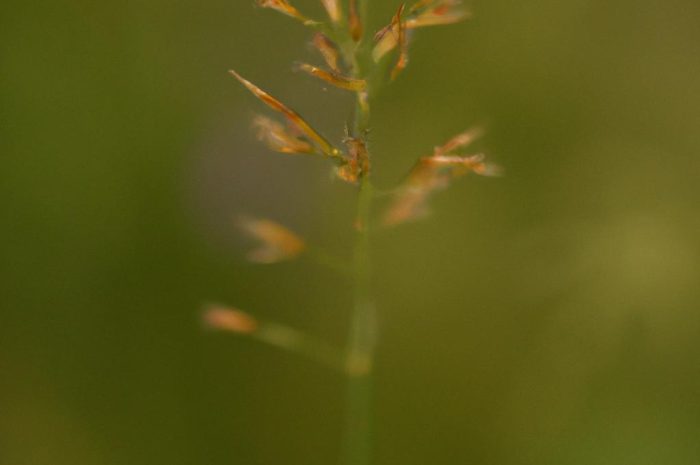 Sesleria – poznaj sposób uprawy i pielęgnacji trawy ozdobnej
