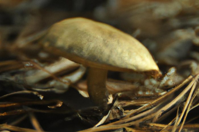 Siedzuń sosnowy — opis grzyba występującego w polskich lasach iglastych