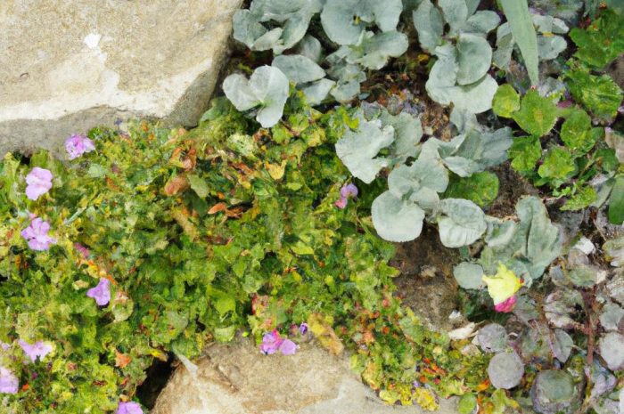 Skalniak na balkonie, czyli górski ogród w doniczce. Jak go założyć i utrzymać?