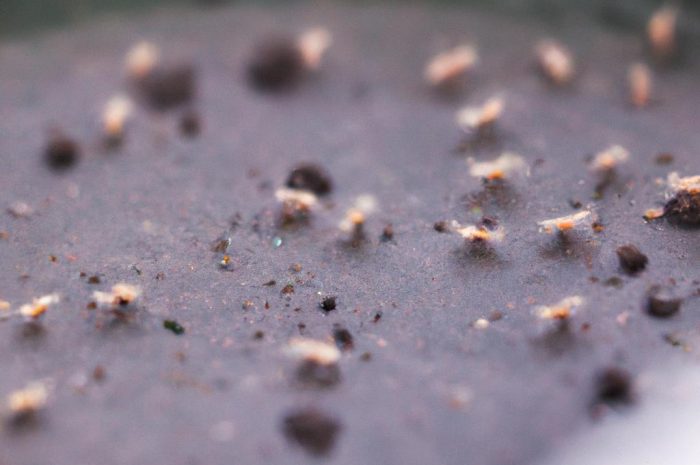 Skoczogonki – skaczące robaczki w doniczkach. Skuteczne sposoby zwalczania