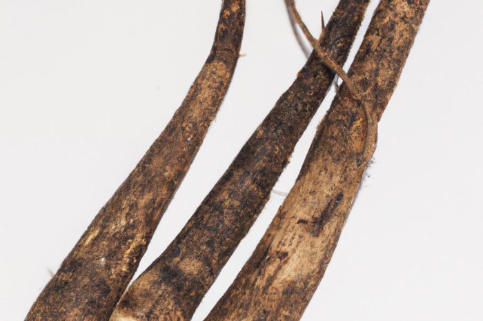 Skorzonera – jakie właściwości prozdrowotne ma jej czarny korzeń? Sadzenie i pielęgnacja zimowych szparagów