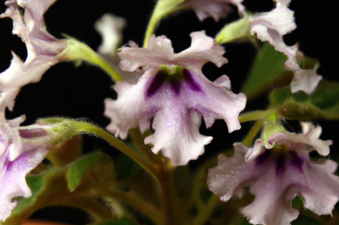 Skrętnik (Streptocarpus) – co to za roślina, jak ją uprawiać?