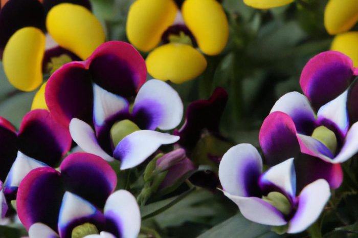 Skrzydłokwiat Wallisa – uprawa rośliny nie tylko dekoracyjnej. Czy ten kwiat oczyści powietrze?