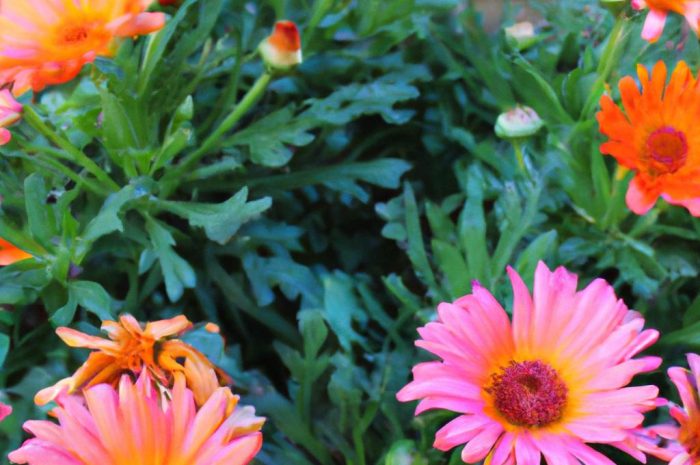 Skrzydłokwiat ‘Sensation’ – wszystko, co musisz wiedzieć o jego uprawie