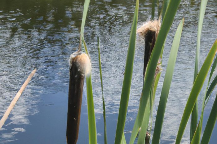 Skrzyp błotny – występowanie, morfologia oraz zwalczanie byliny