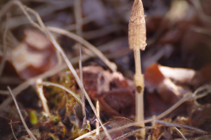 Skrzyp zimowy: uprawa i pielęgnacja Equisetum hyemale