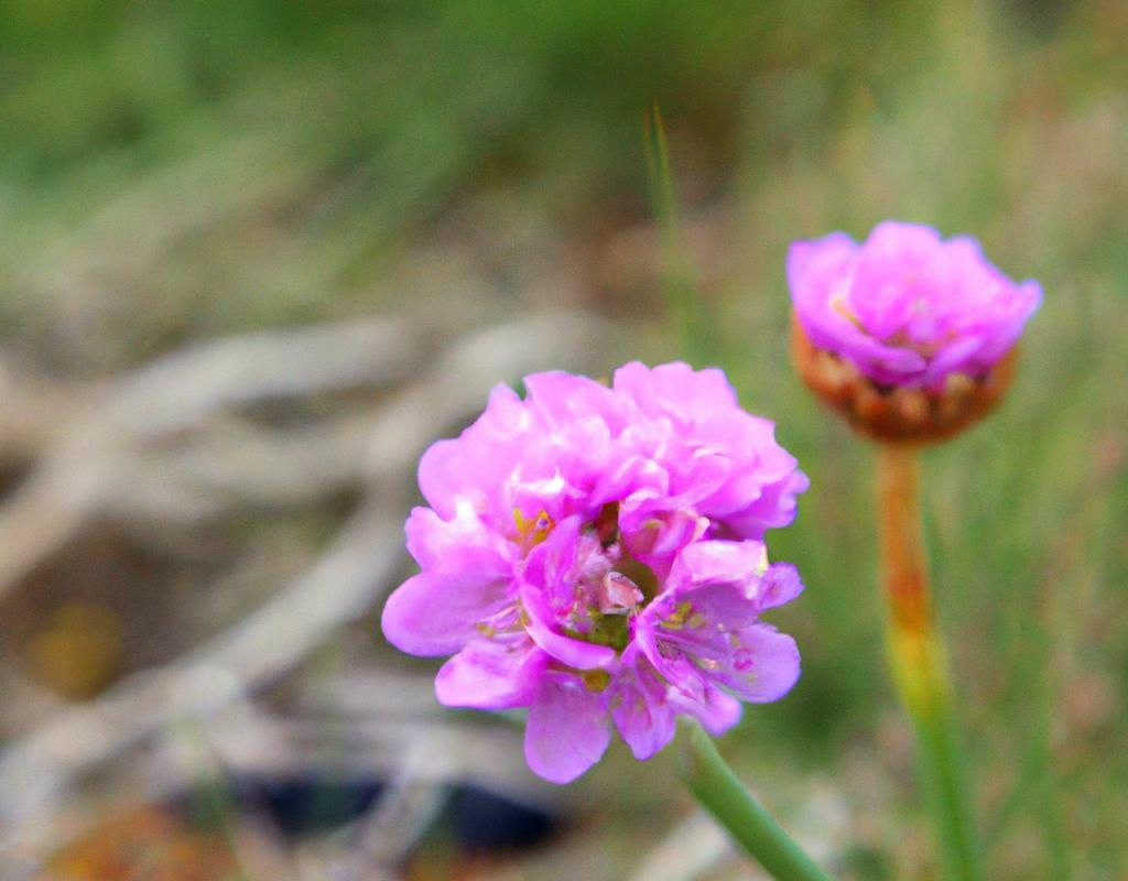 Barbula klandońska – urocza krzewinka o azjatyckim pochodzeniu. Co ją wyróżnia? Wygląd, pielęgnacja i uprawa barbuli