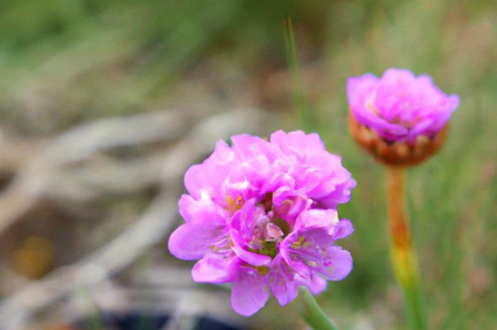 Smagliczka nadmorska, czyli roślina do ogrodu lub donicy. Jak ją uprawiać?