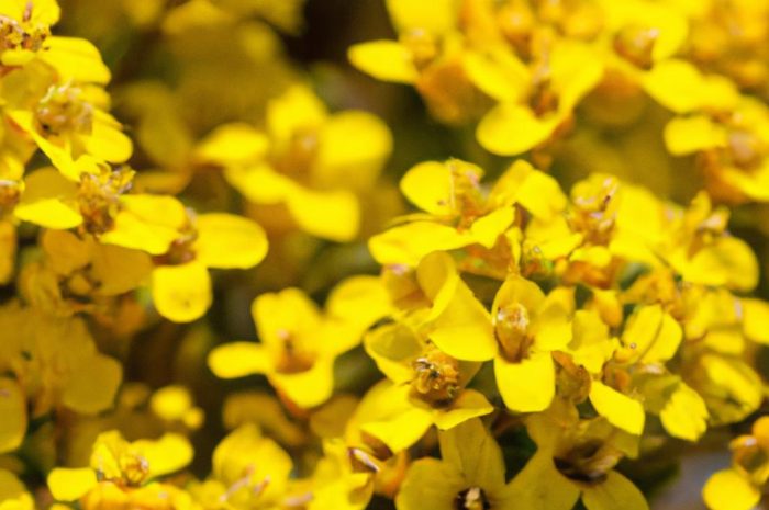 Smagliczka skalna – uprawa i rozmnażanie żółtej byliny wiosennej