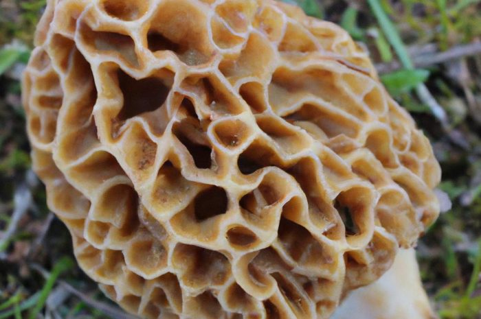 Smardz półwolny – jadalny grzyb z rodziny smardzowatych