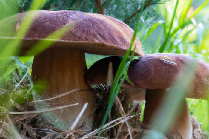 Smardz stożkowaty – charakterystyka pospolitego grzyba jadalnego