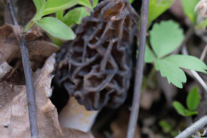 Smardz wyniosły – Morchella elata