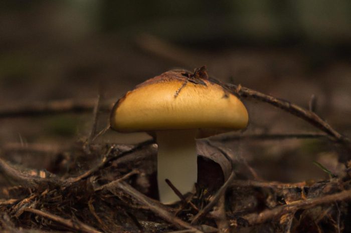 Smardzówka czeska – właściwości i występowanie grzyba Ptychoverpa bohemica