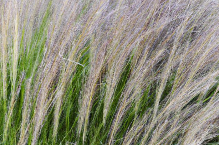 Śmiałek darniowy (Deschampsia caespitosa) – jak sadzić, uprawiać i pielęgnować w ogrodzie i na balkonie? Sprawdź nasze wskazówki