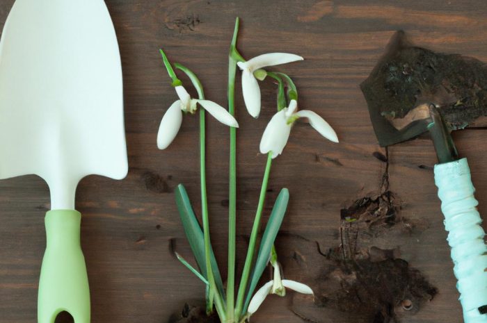 Śniedek wątpliwy – uprawa, pielęgnacja, niezbędne informacje