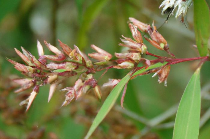 Śniegowiec wirginijski – jak wygląda i na czym polega uprawa tego krzewu? Sprawdź informacje, które możesz wykorzystać!