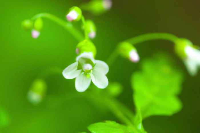 Soleirolia soleirolii – jak uprawiać chłopięcą główkę?